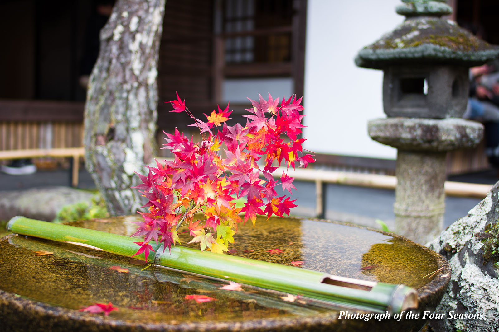 京都府 Photograph Of The Four Seasons