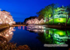 高田公園桜